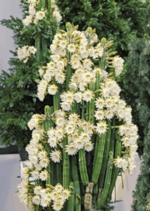 San Pedro cactus cuttings for sale at awco1988.com for ornamental use